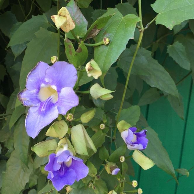 Cát đằng hoa quanh năm - cây trưởng thành kèm phân bón trọn đời