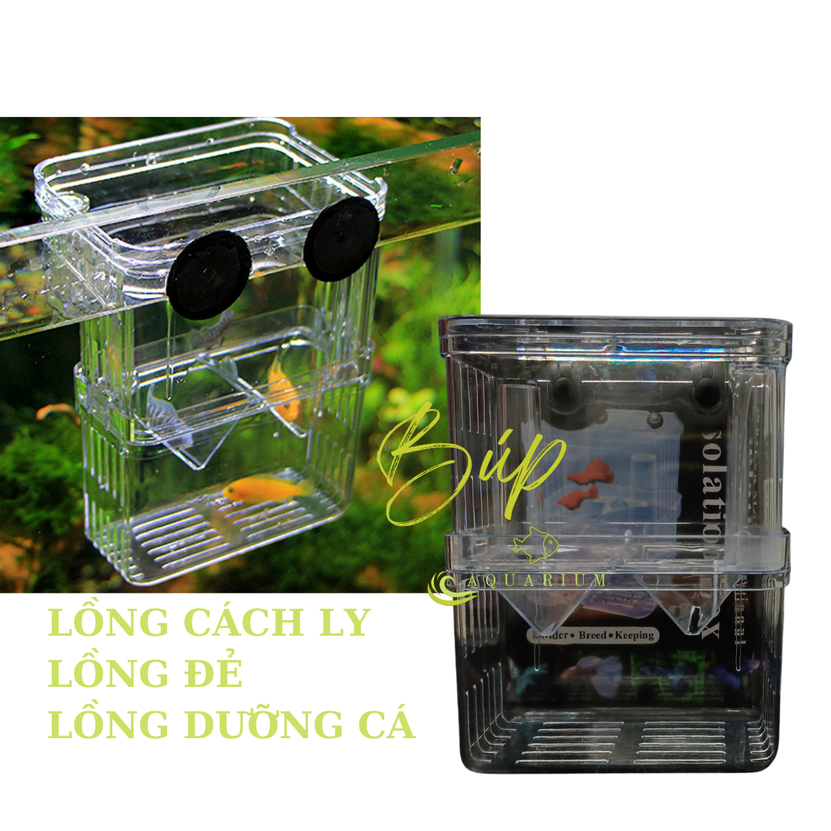 Lồng đẻ, lồng cách ly, box dưỡng cá tép cảnh / Búp aqua