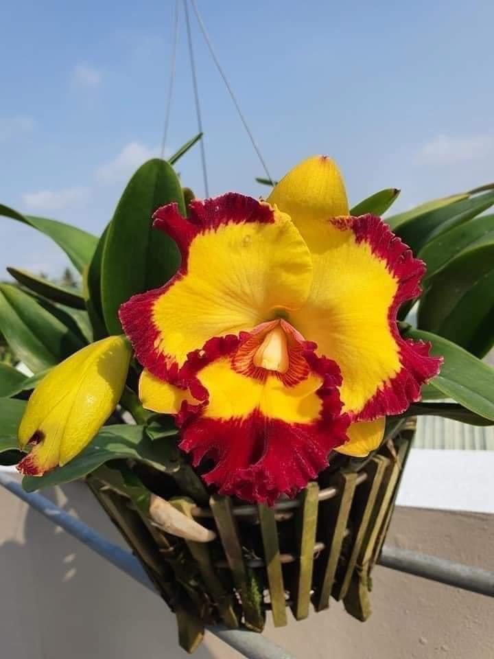 CATT VUA CƯƠNG SƠN CÂY GIỐNG