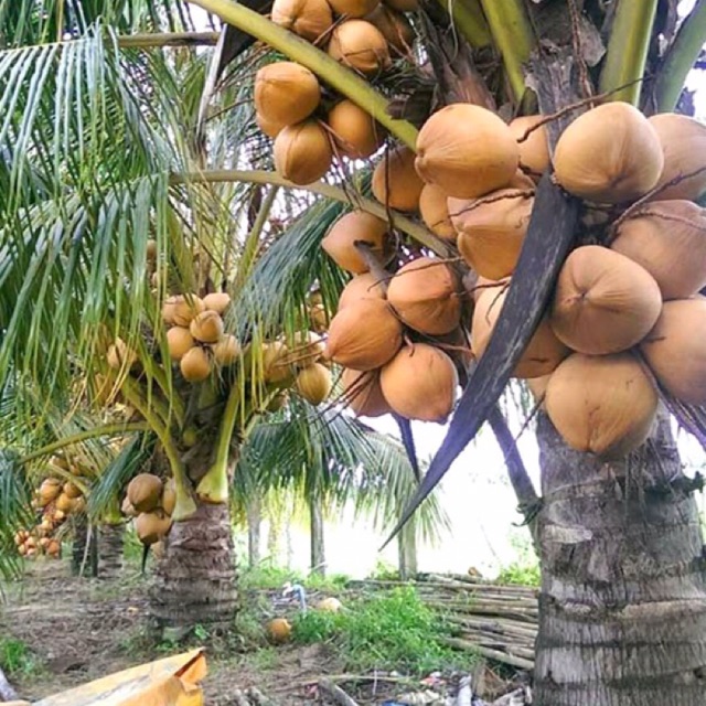 Dừa xiêm đỏ lùn, cây giống nguyên chủng
