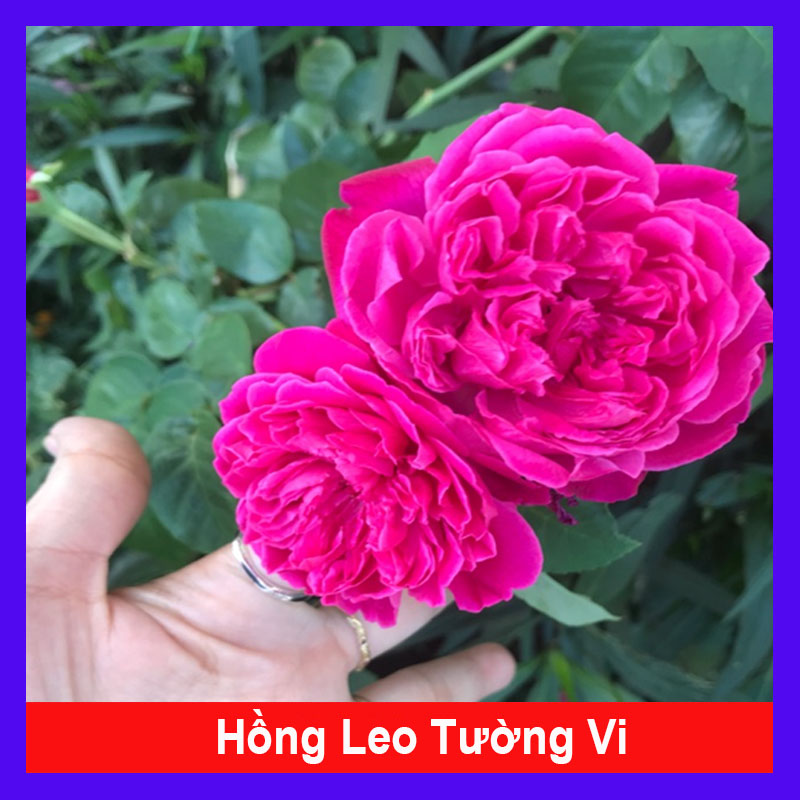 Hồng Leo Tường Vy - cây cảnh sân vườn