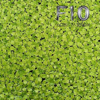 Bèo tấm thủy sinh - Loại 3 Cánh TO