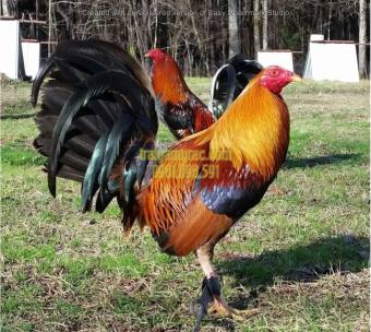 10 trứng gà tre mỹ