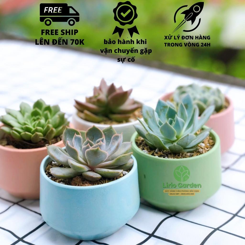 cây sen đá bầu kèm chậu hạt dẻ nhỏ [ tặng kèm đất trồng cây ]