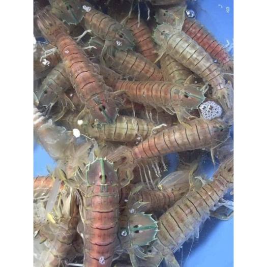 Bề Bề Trứng Bóc Nõn 500G Hải Sản Cát Bà ( Giao Cấp Tốc Nội Thành Hà Nội)