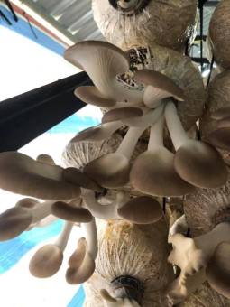 Phôi nấm giống Bào ngư (01 kiện hàng 15 bịch)