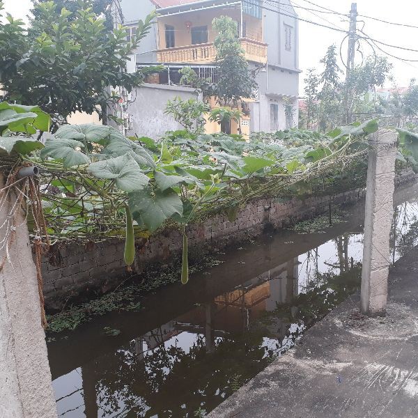 Lưới làm giàn cho cây leo kích thước 2m x 3m