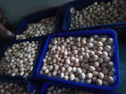 1 chục Trứng gà ri