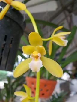 Kiếm phan trí hàng giống