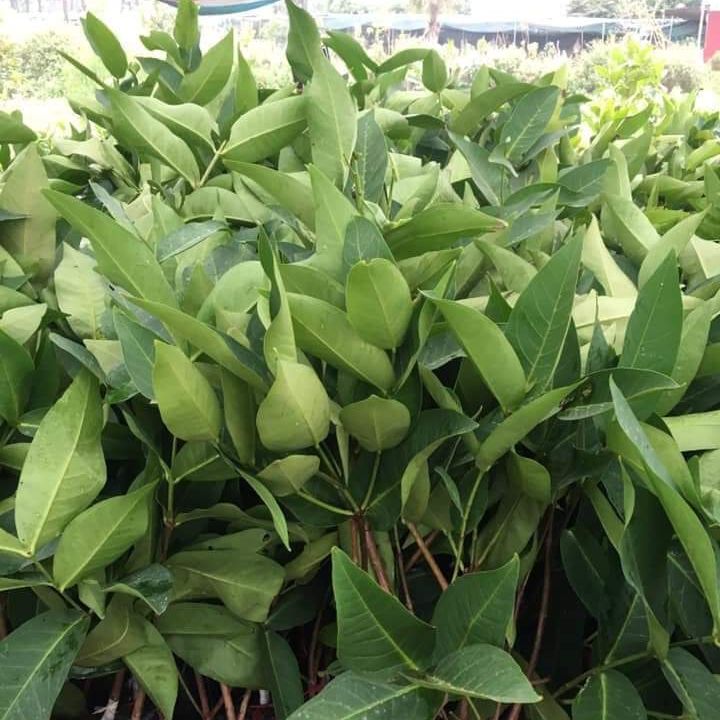 Cây giống roi đỏ An Phước chuẩn F1 - Cây trong bầu cao 80 cm