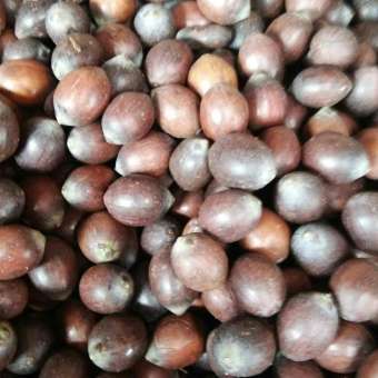 Hạt sen tươi chưa tách vỏ 1kg