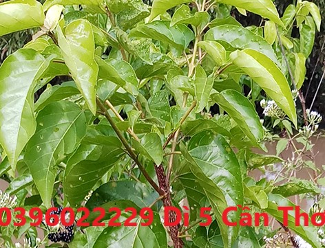Cây cách phơi khô 1 ký - hàng khô sạch bụi bậm