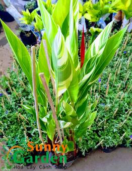 Cây Chuối Mỏ Két Cẩm Thạch, Cao 45-55cm - Cây Cảnh