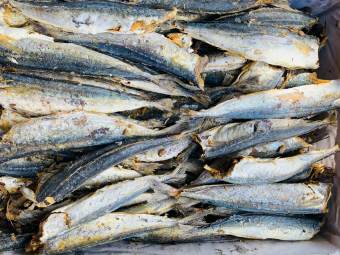 ca nuc,cá nục nhỏ,đặc sản Châu Đốc, đóng gói hút chân không, giàu dinh dưỡng - Phân phối bởi Vua Ẩm Thực