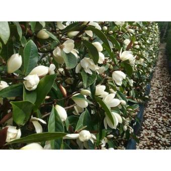 Giống hoa hàm tiếu