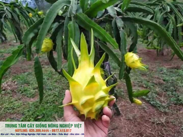 Cây thanh long vỏ vàng giống chuẩn độc lạ