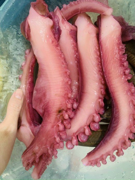 Râu bạch tuộc to khổng lồ gói 500gr dai giòn bỗ dưỡng