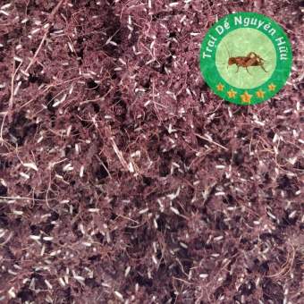 3 Ổ Trứng Dế Mèn Thái Vàng ( Khai Thác Trong 24h)-Trứng Dế Mèn Thái Vàng Thời Gian Nuôi Ngắn, Thịt Dế Thơm Ngon- Trại Dế Sài Gòn