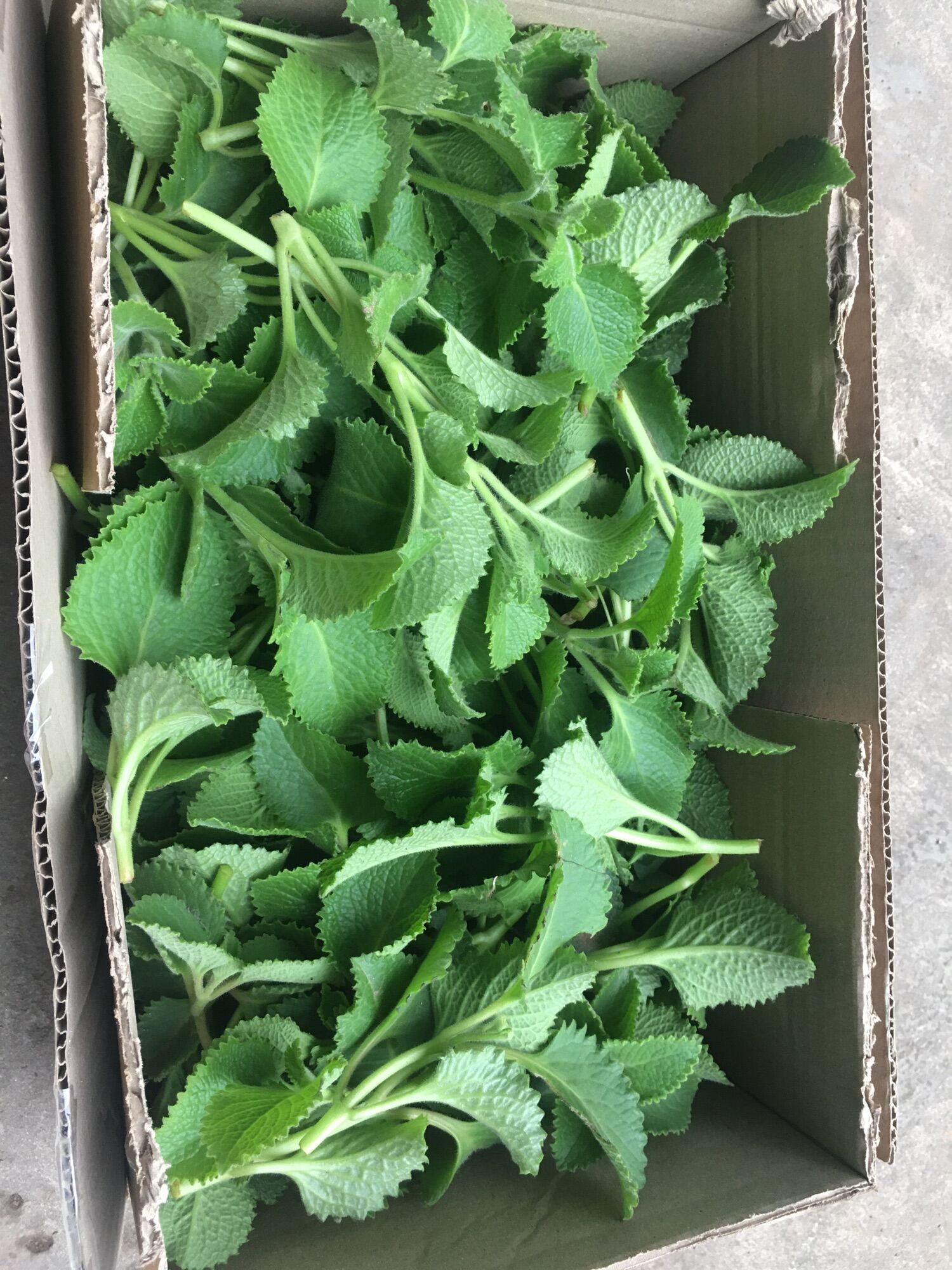 500gr lá húng chanh tươi sạch - cây nhà trồng