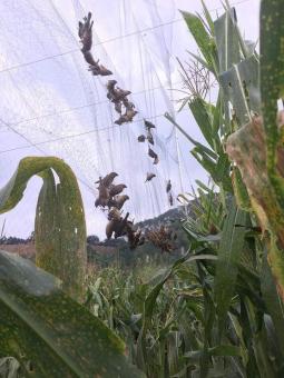 30m lưới mắt 8p cao 6m 5 dây 4 túi bẫy các loại chim như: chào mào,cu gáy,cò,vẹt ,két ,rẽ que ,rẽ giun ... lưới cước thái lan chuẩn