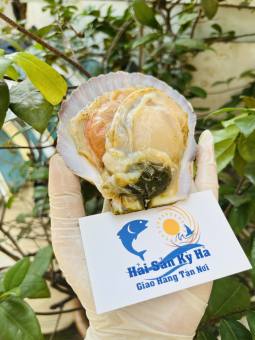 Giá Sỉ 1KG Sò Điệp Nhật Nguyên con ( 6-9 con ) - hải sản kỳ hà