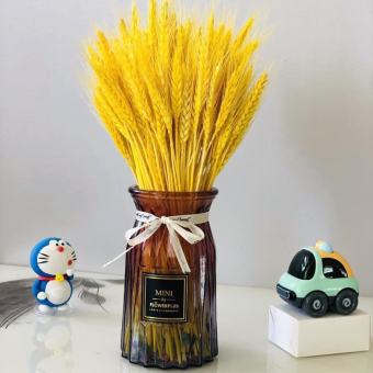 Hoa khô lúa mạch decor nhà cửa, Hoa Lúa Mạch khô retro vintage trang trí bàn làm việc, chụp ảnh '100 bông lúa'