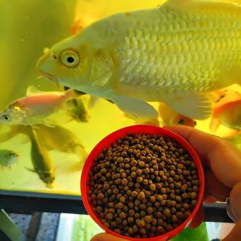 Thức ăn cho cá chép, cá ba đuôi, cá vàng
