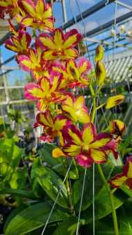 denro vàng đỏ xưa chớp 5% cây giống tím sẹt đẹp