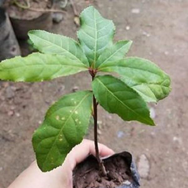 Cây giống lộc vừng trang trí - Tặng kèm quà đặc biệt