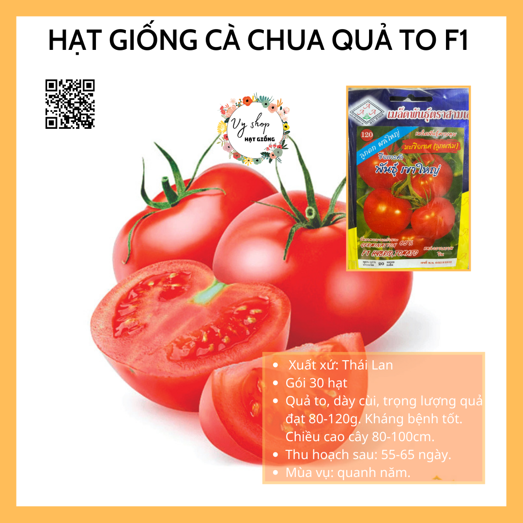 Hạt giống cà chua quả to Thái Lan
