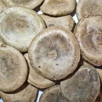 sỉ toàn quốc 100g hạt mã tiền