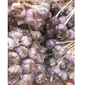 Tỏi tía ta 2kg loại 1, tỏi tía bắc, Kinh Môn Hải Dương