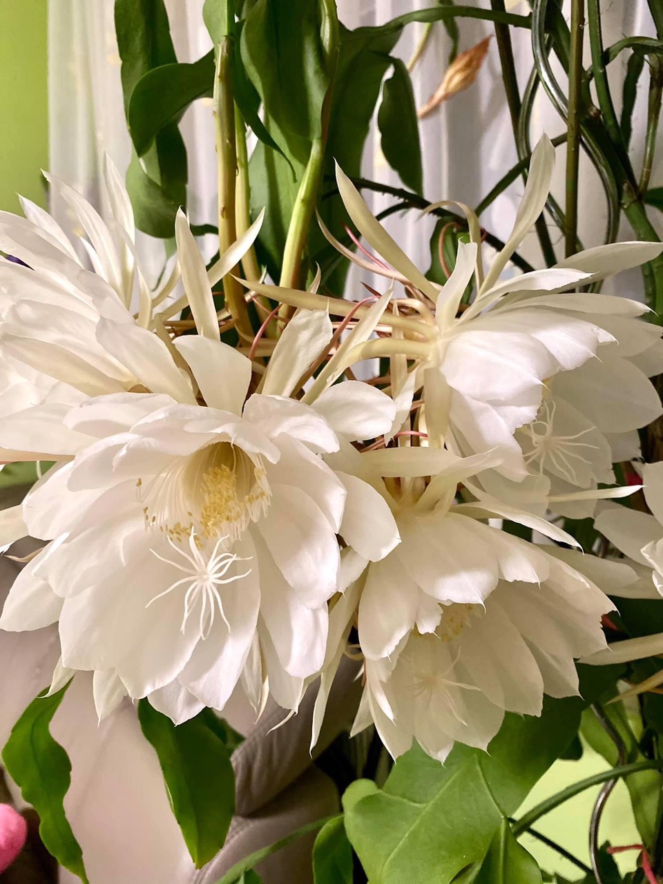 Chậu giống hoa nhật quỳnh