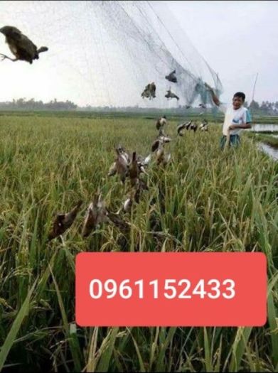 Lưới bẫy chim 30m Lưới 8 phân Bẫy cu, cò, két, rẽ giun, quốc,bip