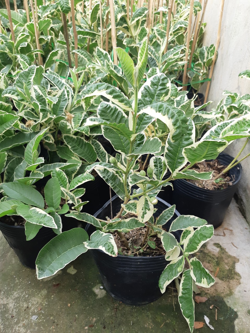 Cây ổi cẩm thạch