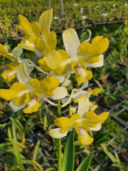 Denro đột biến nắng thơm Banana ba lưỡi