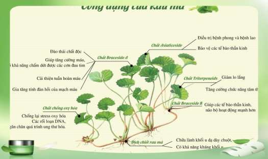 Rau Má Đường Phèn  Quảng Thanh ( hộp 10 bịch)