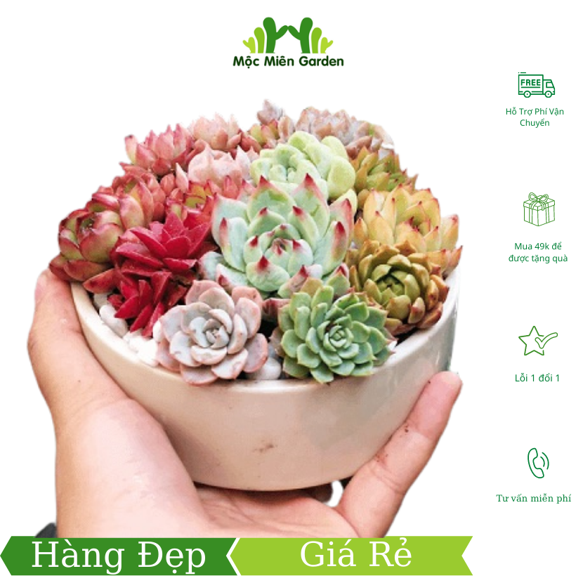 Sen đá đẹp giá rẻ nhiều màu 12 sen đá mini kèm chậu trồng cây đất trồng cây, cây cảnh mini, decor trang trí phòng Mộc Miên Garden