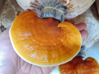 Phôi giống nấm Linh chi - (01 kiện 03 bịch nấm)