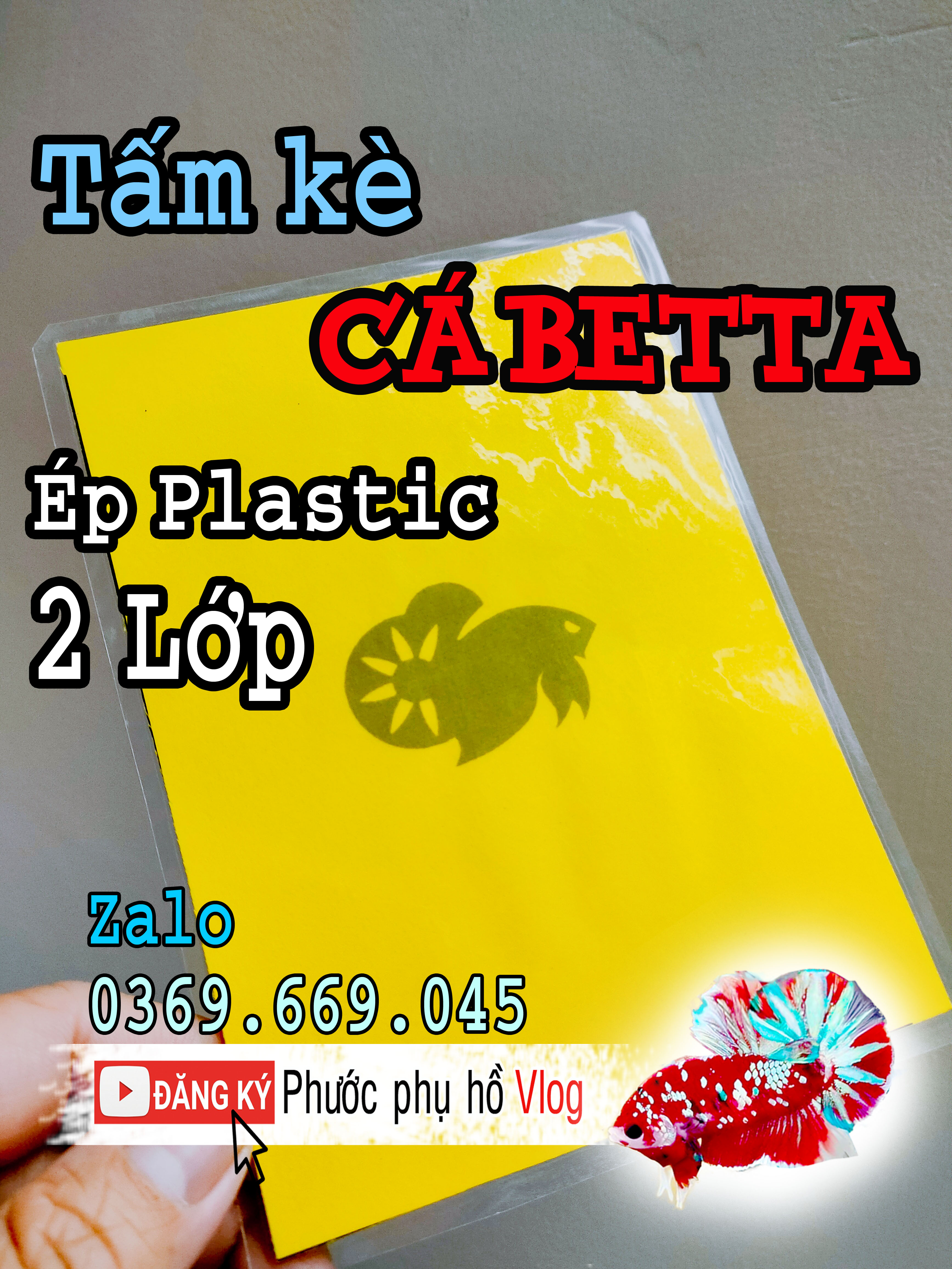 Tấm Nhựa che cá betta có in hình cá betta , tấm cảng cá betta giúp cá betta kè sung