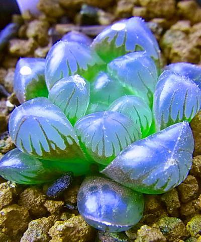 Hạt giống sen đá kim cương f1 - gói 0,3 gr