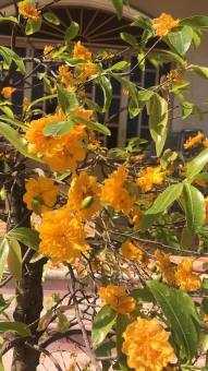 Hoa Mai Cúc Cam 36 cánh(cây ghép đã khỏe mạnh) tặng 2 cây chè xanh