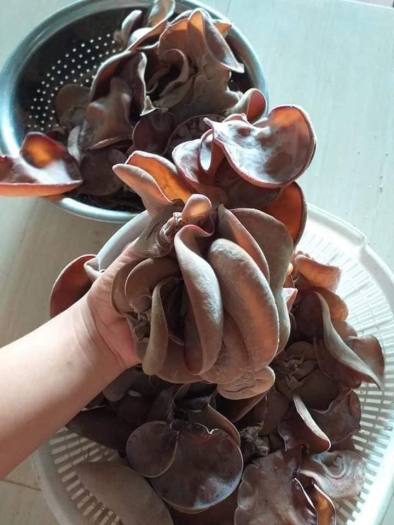 Phôi giống nấm mèo (nấm mộc nhĩ) - (01 kiện 05 bịch nấm)