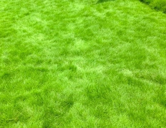 1 Lạng hạt giống cỏ lông heo - Trồng công trình, sân vườn tạo độ óng