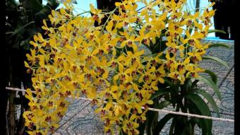 Cây lan Dendro nắng thơm Pensoda - Hàng cây tơ sắp hoa