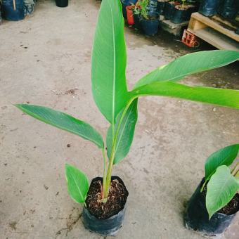 Cây chuối thiên điểu - cây chuối mỏ két cao 50-60 cm
