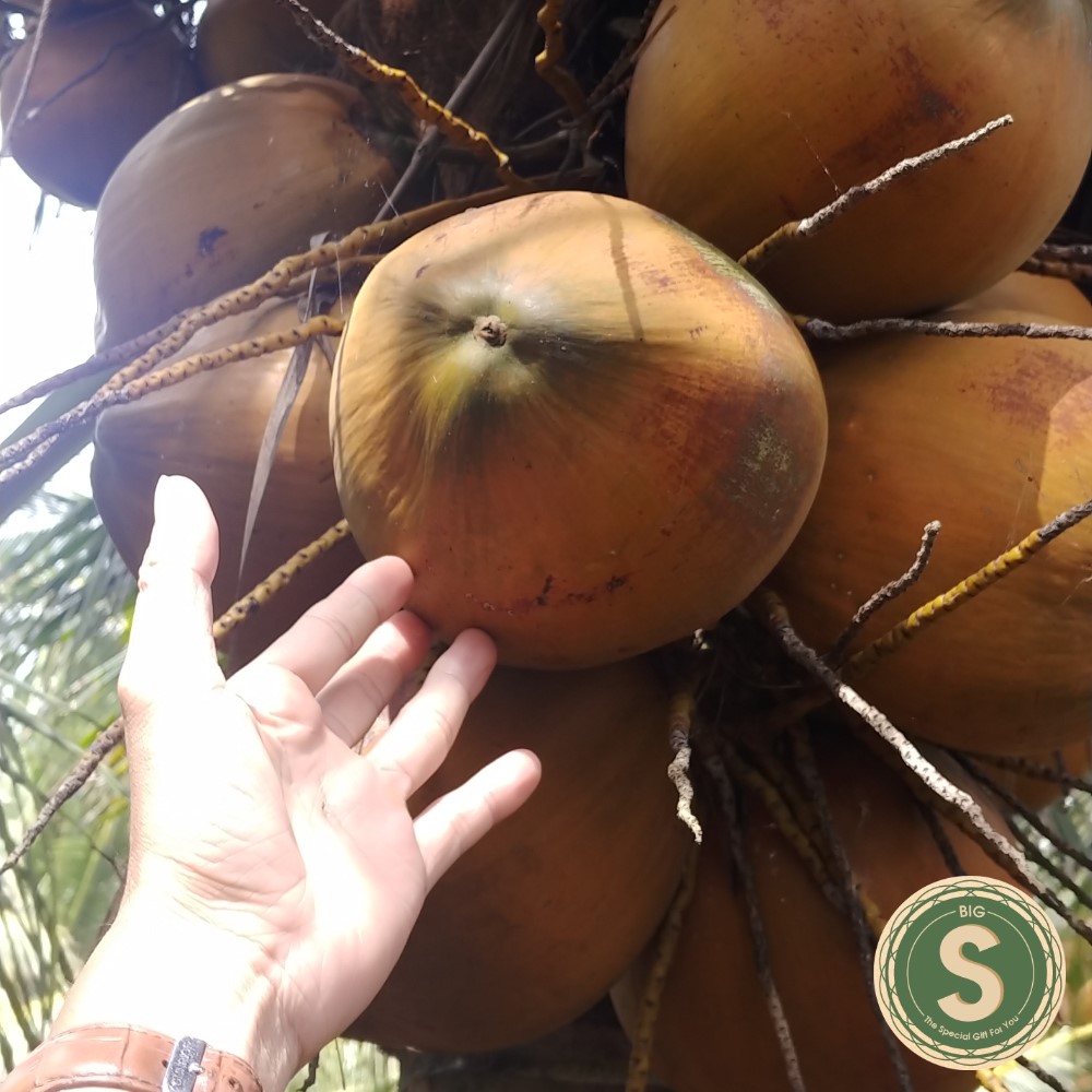 Dừa Xiêm Mã Lai Giống Nguyên Chủng- Freeship 15k