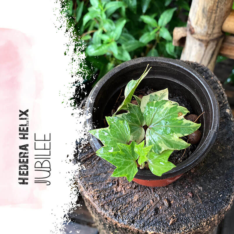Cây giống Hedera helix Jubilee chậu nhựa 8cm