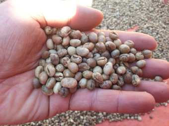 500g Cà Phê Nhân Robusta