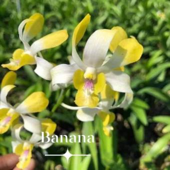 Dendro nắng thơm Banana